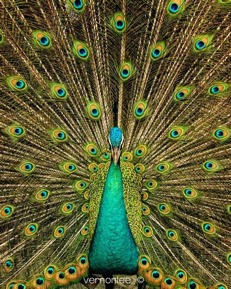 Green Java Peacock Displaying Bird Photography Peafowl Peacock