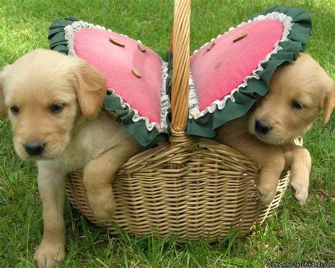 Before buying a puppy it is important to understand the associated costs of owning a dog. AKC Golden Retriever Puppies - Price: $450 in Bemidji, Minnesota | CannonAds.com