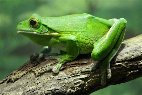 All About Green Tree Frogs Green Tree Frog By Lifeofageek Frogs