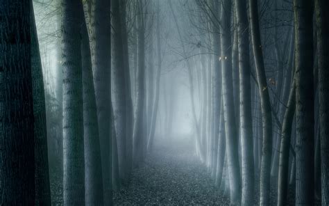 Trees Forest Fog Mist Eerie 1920x1200 Wallpaper High