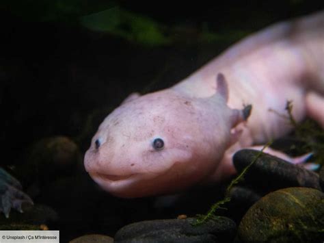 Adoptez Un Axolotl Une Adorable Petite Créature En Voie De Disparition