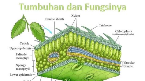 Pasangan Yang Benar Antara Jaringan Pada Tumbuhan Dan Fungsinya Adalah