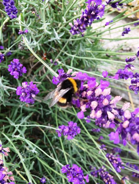 Bee On Lavender Plants To Attract Bees Perfect Plants Attracting Bees
