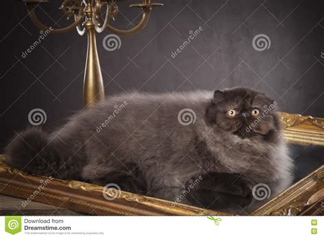 Long Haired Persian Cat Royalty Free Stock Image Image