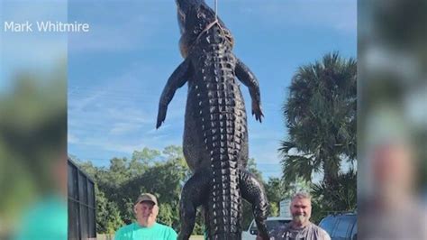 13 foot alligator caught in central florida lake au — australia s leading news site