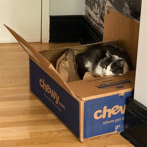 If you've ever owned a cat, you know they can be very opinionated — especially when it comes to litter boxes. Best Cat Beds & Cat Trees - Cats & Coddiwomple