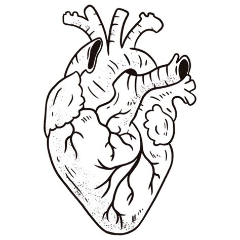 Corazón anatómico impresionante Descargar PNG SVG transparente