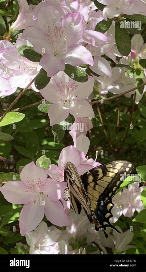 Tiger Swallowtail Butterfly On Azalea Stock Photo Alamy