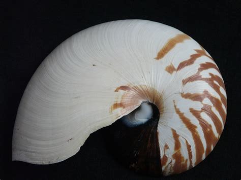 56 Best Nature Nautilus Images On Pinterest Shells Nautilus Shell