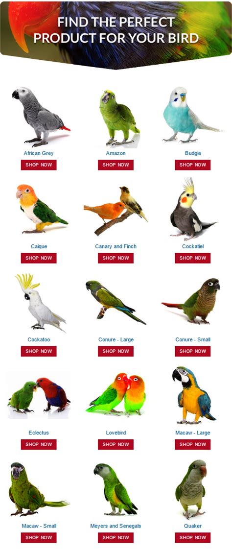 Pet Birds Pros Cons Pet Birds Conure Pet Birds Types Of Pet Birds