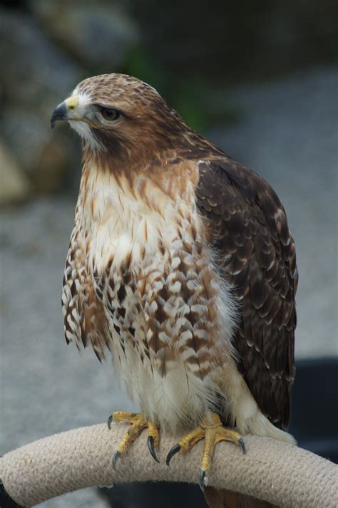free images wing wildlife fluffy beak eagle hawk fauna raptor claw plumage bird of
