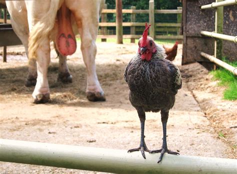 Cock And Bull Rare Breeds At Tilgate Farm WildlifeGardena Flickr
