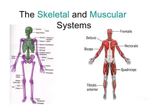 Simple Skeletal System