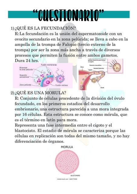 Las Etapas Del Desarrollo Embrionario Crea Valencia B Vrogue Co