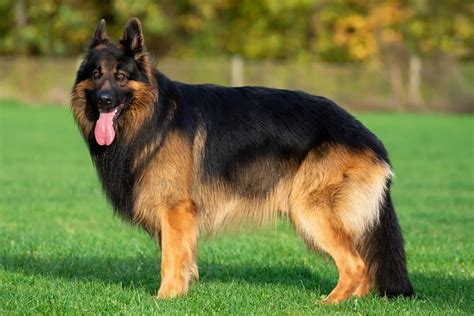 German Shepherd Look Alike Dog Breeds Shepherds Bone