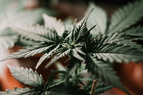 8 New Marijuana Strains to Grow in 2021 | PotGuide.com