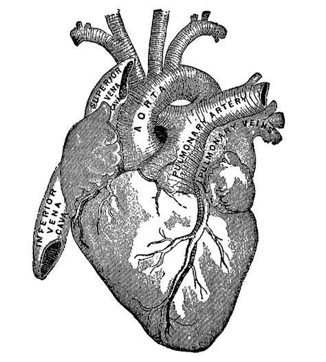Download vintage anatomy vectors graphics by collectiveoffset. 6 Anatomical Heart Pictures! - The Graphics Fairy