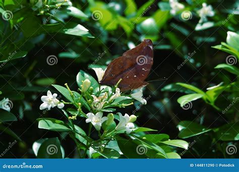 Brown Butterflies Perch On White Flowers And Fresh Green Leave Stock