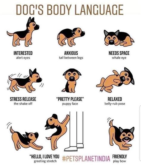 Understanding Your Dogs Body Language By My Pet Approves