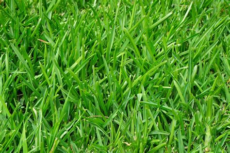 Types Of Grasses For Your Backyard Abc Scapes Inc