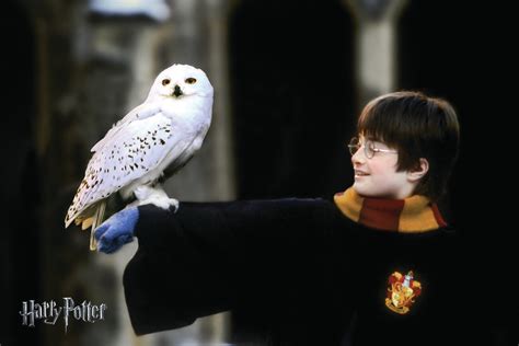 Poster Bilde Harry Potter With Hedvig Merchandise Europosters