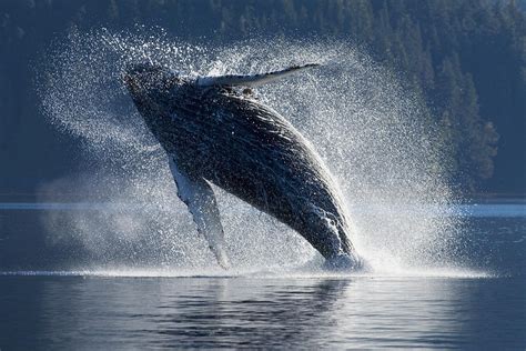 Download high quality humpback whale clip art from our collection of 41,940,205 clip art graphics. Humpback Whale Breaching In The Waters Photograph by John Hyde