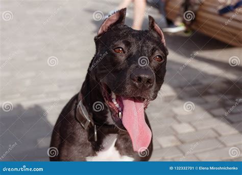 Pitbull Terrier Or Stafforshire Terrier Dog Smiles On Close Up Portrait