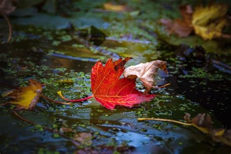Autumn Leaves Floating On Water Id 130834767