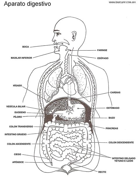 Esquema Del Aparato Digestivo Con Nombres De Sus Partes Anatomia