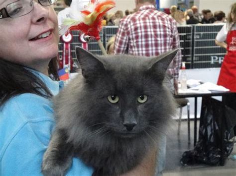 The Adventures Of Norskwood Norwegian Forest Cats World Winners Show