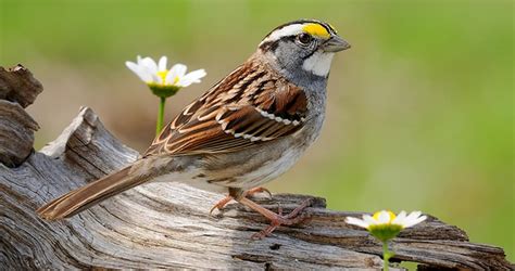 White Throated Sparrow Identification All About Birds Cornell Lab Of