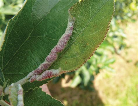 Apple Leaf Curling Midge Damage This Season In Ny And New England July