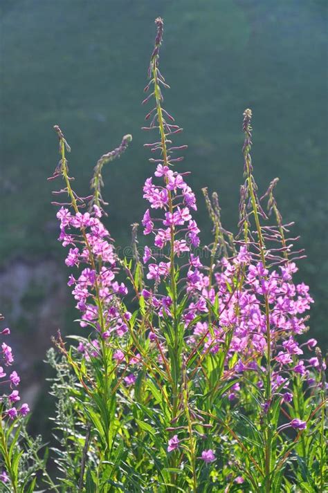 Fireweed Plants And Flowers Epilobium Angustifolium Stock Photo