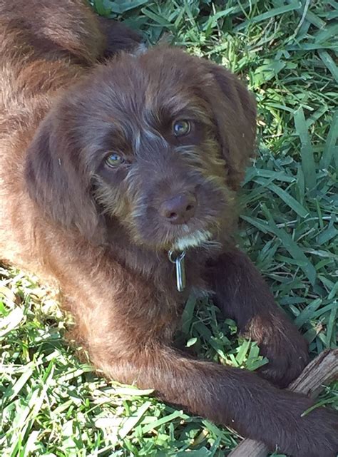 Your lauderdoodle labradoodle puppy has been worked since birth to be tolerant, polite, obedient and most importantly social. Abby the Labradoodle | Labradoodle, Labradoodle puppy ...