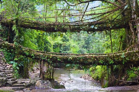 Double Decker Living Root Bridge Sohra Lo Que Se Debe Saber Antes