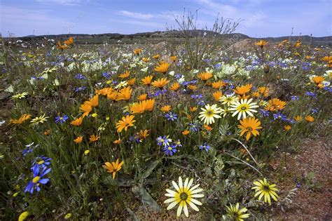 Wildflowers In South Africa Stock Image C0068705 Science Photo