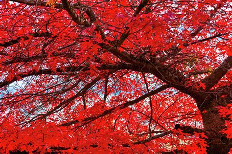 The Scarlet Oak Tree Photograph By David Patterson