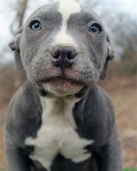 Here Is A Photo Of An Amazing Male Blue Pitbull Puppy That We Have For