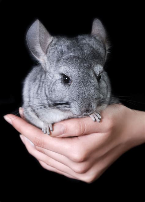 The chinchilla has enduring appeal as a pet for all ages, with their classic cute looks and friendly disposition. Chinchilla Names - Pet Ponder