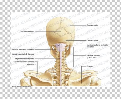 Head And Neck Anatomy Cervical Vertebrae Bone Png Clipart Anatomy