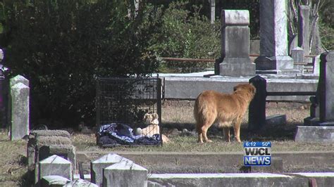 Mother Dog Guards Dead Puppy For Hours At Oakhill Cemetery Youtube