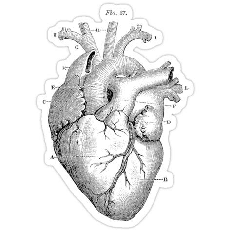 Anatomical Heart Stickers By Pharisaicaljesu Redbubble