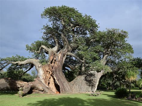 Why Are Some Of Africas Biggest Baobab Trees Dying Off Wfsu News