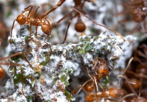 Fungal Farming In Leafcutter Ants