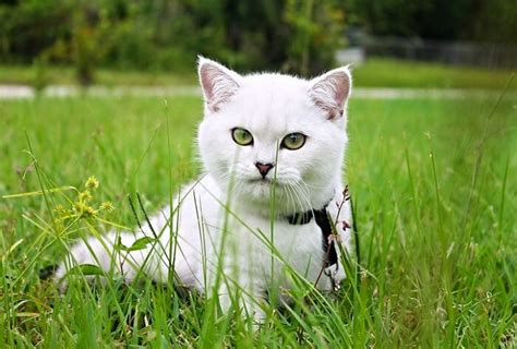 Maite (lady of the house). Spanish Cat Names - 350 Awesome Spanish Names - Webhouse Asia