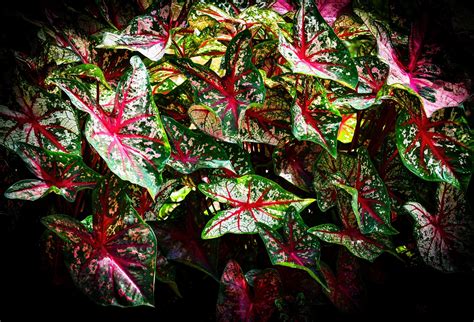 You see the insect or the damage it causes. 20 Gorgeous Indoor Shade House Plants | House plants, Best ...