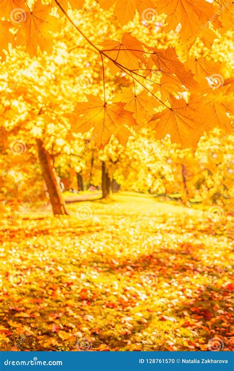Beautiful Autumn Landscape Background Yellow Maple Trees Sunbeams And