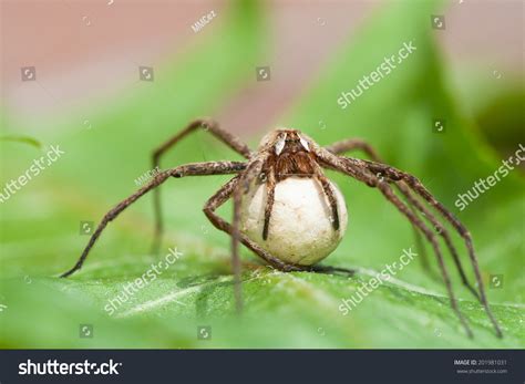 Wolf Spider On Egg Sac Stock Photo 201981031 Shutterstock