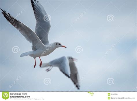 Two Seagulls Flying Passing Cloudy Sky Stock Photos Free And Royalty