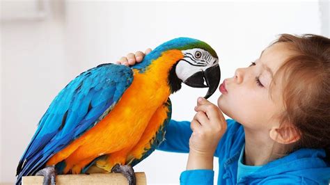 Preparing And Bringing Home Your New Bird Clever Pet Owners